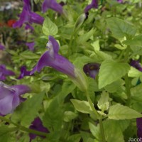 Torenia fournieri Linden ex E.Fourn.
